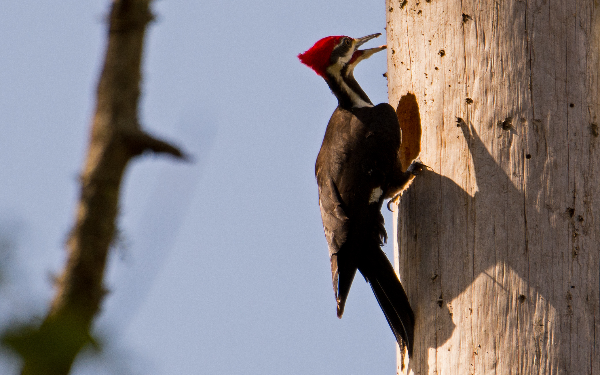 pileated-woodpecker-building-the-house-by-rick-365-project