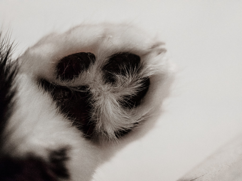 Boots' Paw by tosee