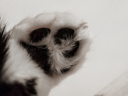 14th Feb 2019 - Boots' Paw