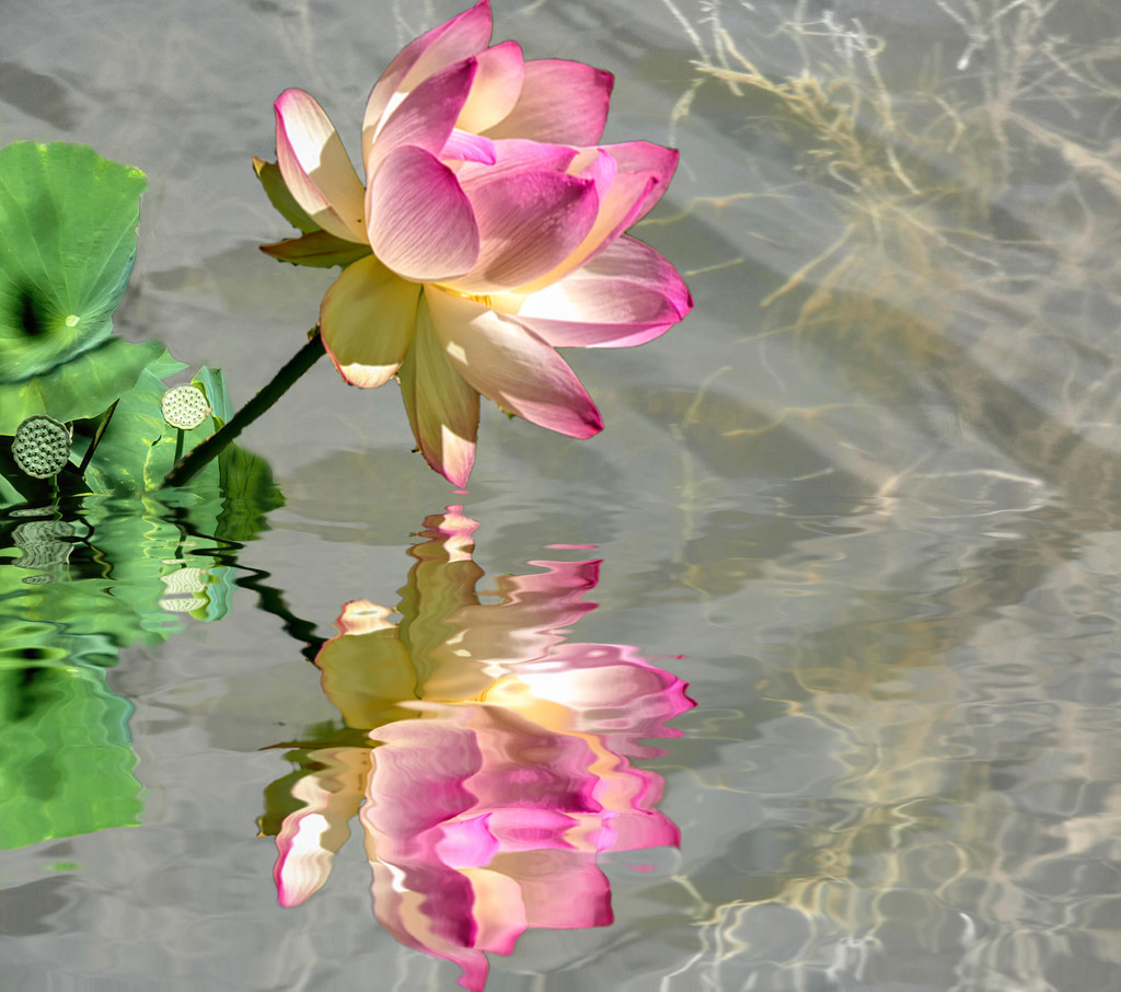 Reflection of a Lotus flower. by ludwigsdiana