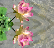19th Feb 2019 - Reflection of a Lotus flower.
