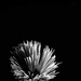 Pastability - flower by granagringa