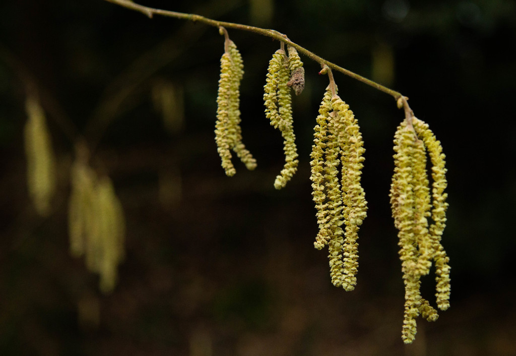 Catkin filler by nicolaeastwood