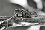 18th Feb 2019 - Cicada