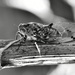 Cicada by nickspicsnz