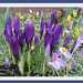 Crocuses in railway station planter. by grace55