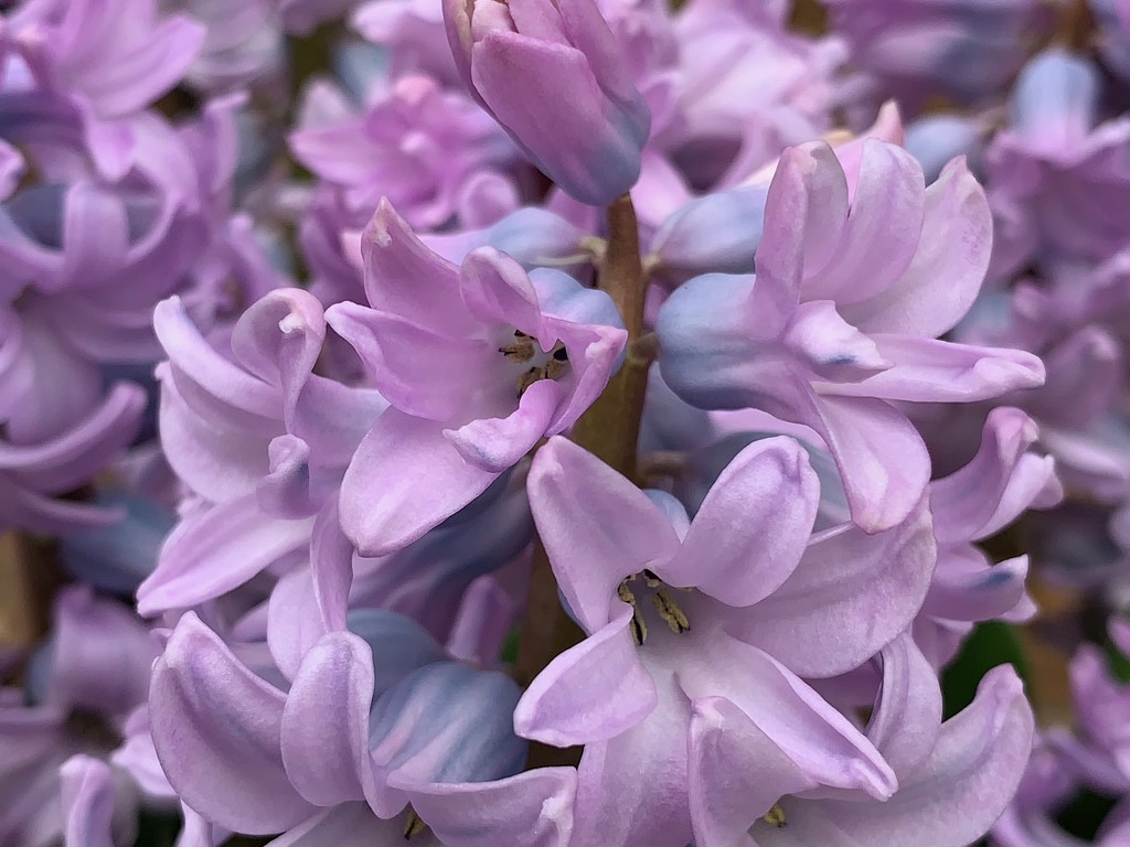 Hyacinths by 365projectmaxine