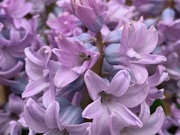 19th Feb 2019 - Hyacinths