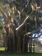 19th Feb 2019 - Florida Tree