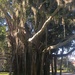 Florida Tree by wilkinscd