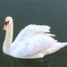 Morning Mr Swan by 365anne