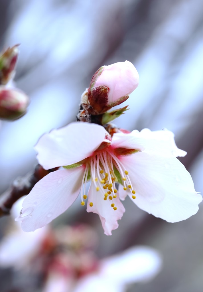 peach blossom by blueberry1222