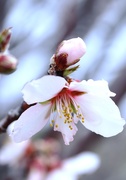 19th Feb 2019 - peach blossom