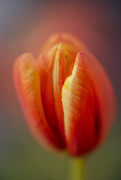 19th Feb 2019 - tulip glow