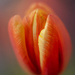 tulip glow by jernst1779