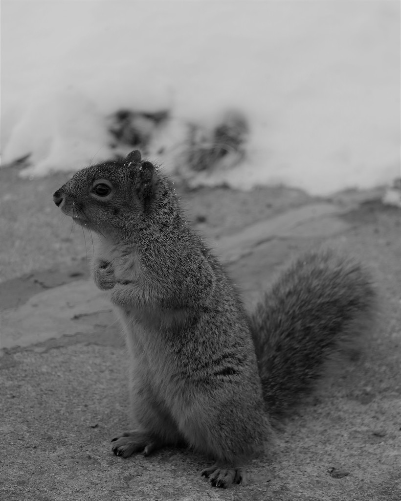 February 19: Squirrel  by daisymiller
