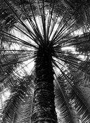 18th Feb 2019 - Palm Tree In Black & White