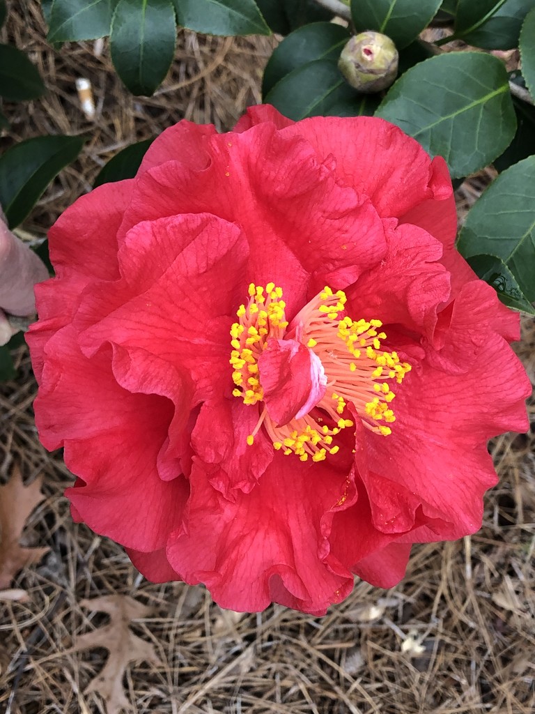 Camellia  by congaree