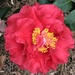 Camellia  by congaree
