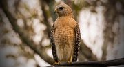 19th Feb 2019 - Red Shouldered Hawk on the Wires!