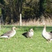 Geese by g3xbm