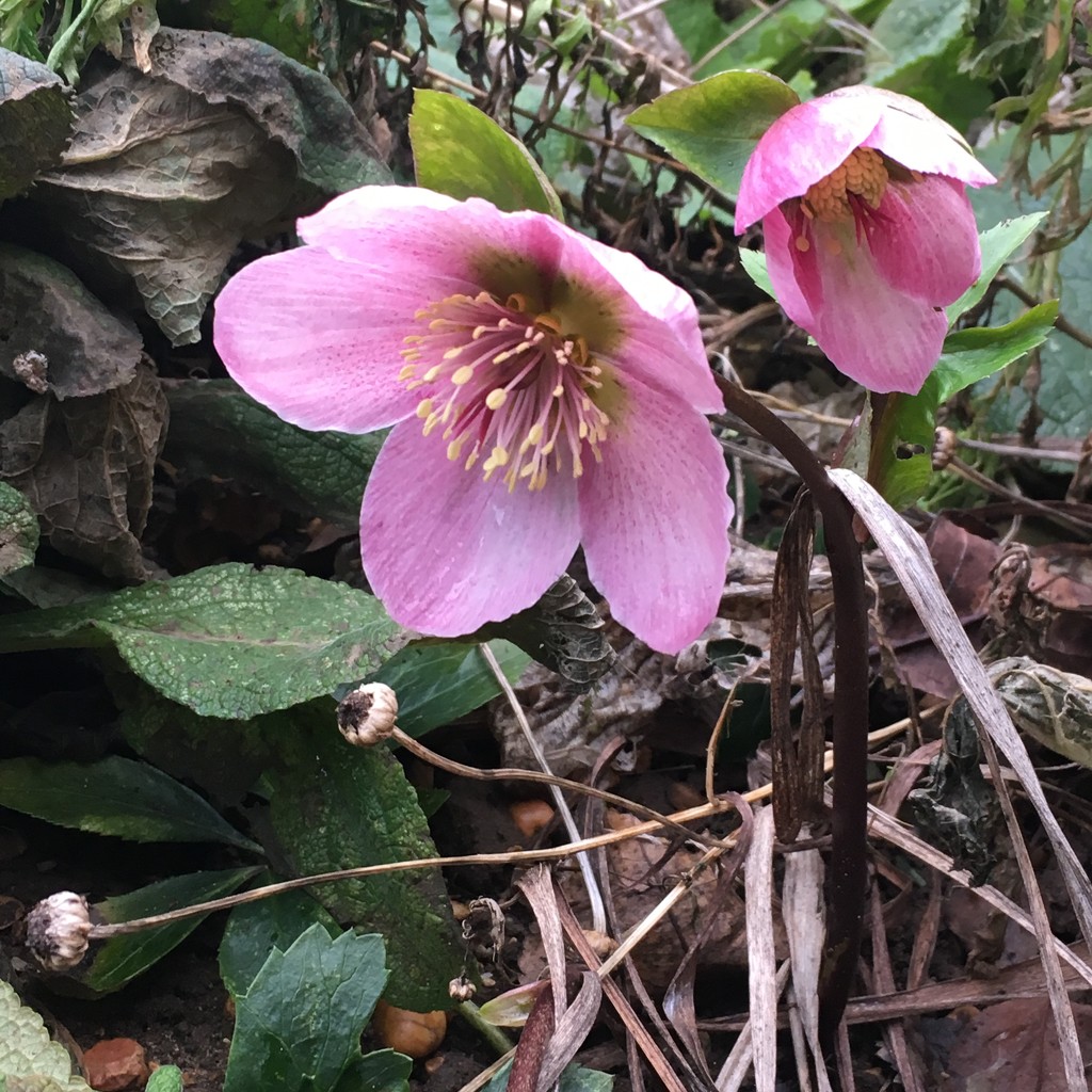  Hellebore showing it's lovely face by 365anne