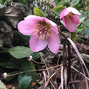 20th Feb 2019 -  Hellebore showing it's lovely face