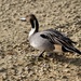 PINTAIL ASHORE by markp