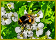 20th Feb 2019 - Brave Bumble Bee