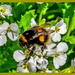 Brave Bumble Bee by carolmw