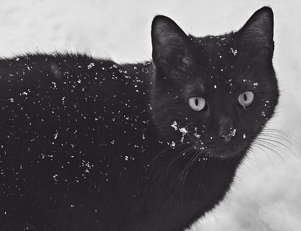 Spirit in the Snow by gardencat