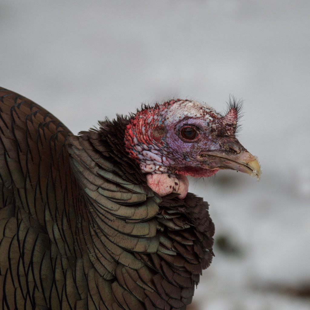 Wild Turkey in the snow by berelaxed