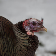 20th Feb 2019 - Wild Turkey in the snow
