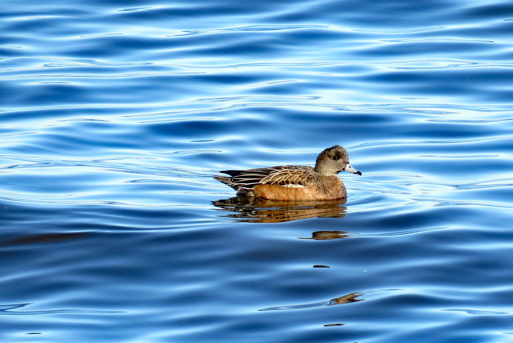 American Wigeon (I think) by kathyo