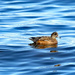 American Wigeon (I think) by kathyo