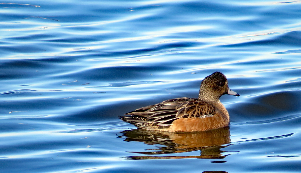 American Wigeon (?) by kathyo