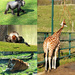 Port Lympe Zoo by bigmxx