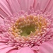 Gerbera Flower by cataylor41