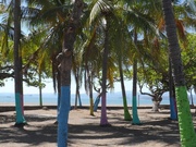 12th Feb 2019 - Painted Palms in Puntarenas