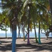 Painted Palms in Puntarenas by will_wooderson