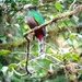 The Female Resplendent Quetzal by will_wooderson