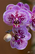 19th Feb 2019 - Orchids Galore