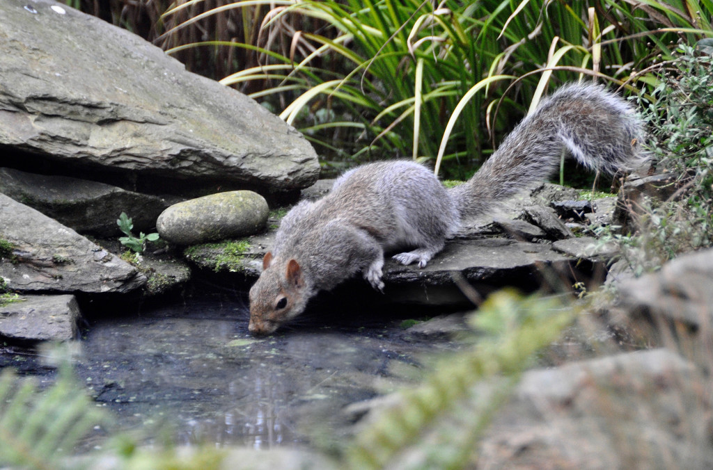 Thirsty squirrel by rosie00