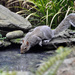 Thirsty squirrel by rosie00