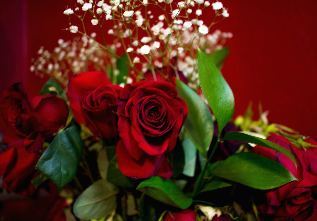 Valentine Roses by judyc57