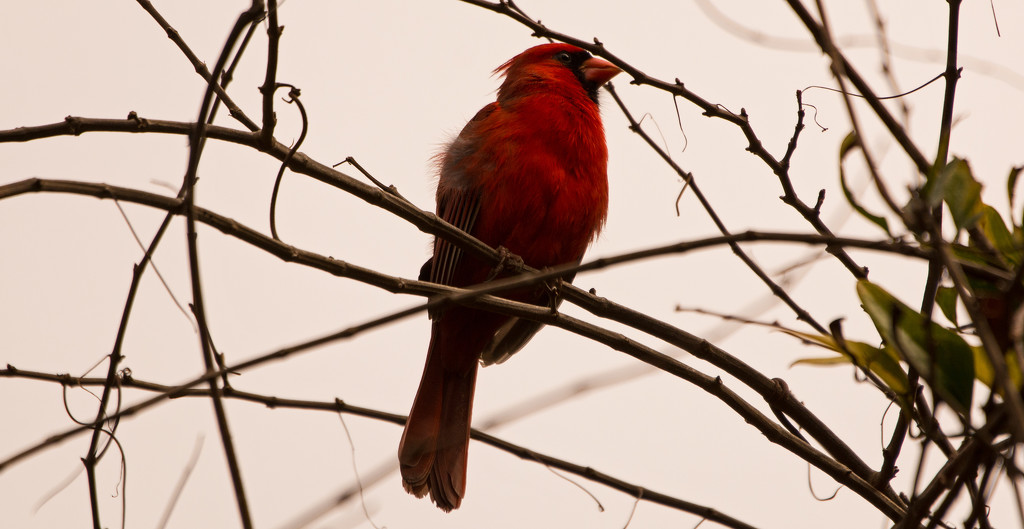 Mr Cardinal Protecting His Territory! by rickster549
