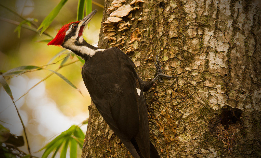 One More Pileated! by rickster549