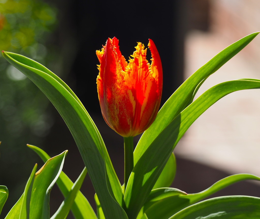 Fabulous Fringed Tulip by redy4et