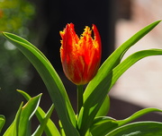 20th Feb 2019 - Fabulous Fringed Tulip