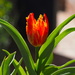 Fabulous Fringed Tulip by redy4et